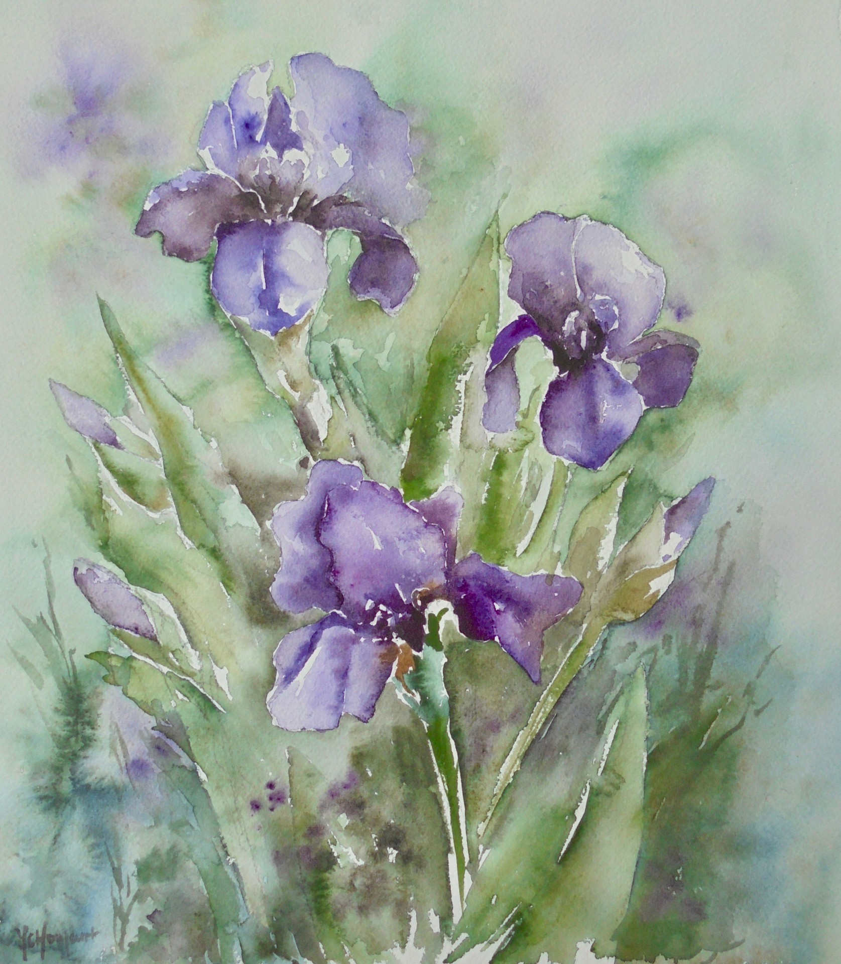 Iris