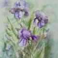Iris